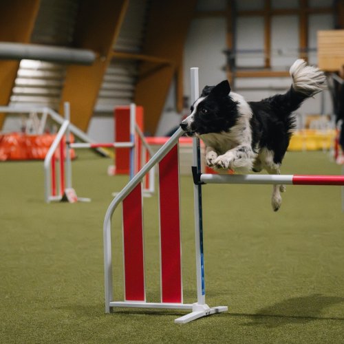 Agility závody