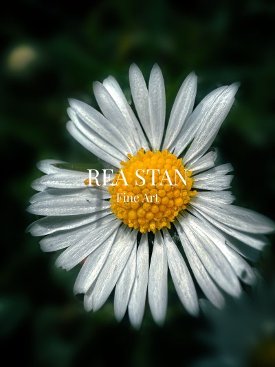 Macro Shot of Common Daisy Flower on Dark Moody Background-1